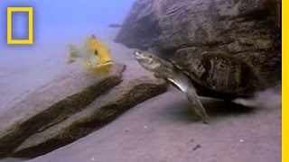 Cichlid Parents vs Terrapin  National Geographic [upl. by Ayital]