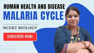 Understanding the Malaria Life Cycle A Simple Guide for Class 12 Biology [upl. by Yttap]