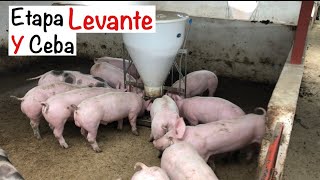 ETAPA DE ENGORDE EN CERDOS🐷🐷levante PORCINOSCAPITULO 14construcción GRANJA PORCINA [upl. by Buxton]