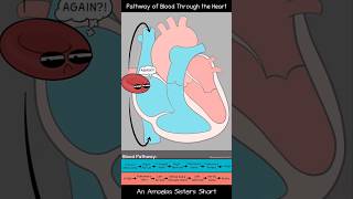 Pathway of Blood Through the Heart  Amoeba Sisters Shorts biology circulatorysystem [upl. by Tuckie]