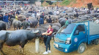 Buy Buffalo and Use Truck to Transport 500km to Countryside Market to Sell  My Farm Đào [upl. by Saree189]