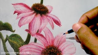 Drawing Flowers Echinacea purpurea With Colored pencils [upl. by Nelak]