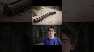 8 Ft Long Centipede 🤯 shortsfeed youtubeshorts viral [upl. by Ludlew816]