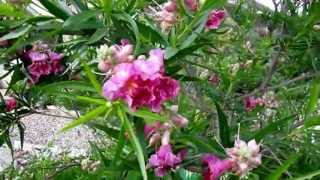 Desert Willow Chilopsis linearis  Lisas Landscape amp Design quotPlant Pick of the Dayquot Lisa LaPaso [upl. by Dotson83]