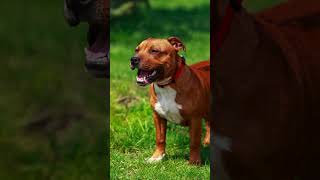 🐾 Discovering the American Staffordshire Terrier 🐕Dog Dogs Dogfacts Americanstaffordshireterrier [upl. by Darryl]