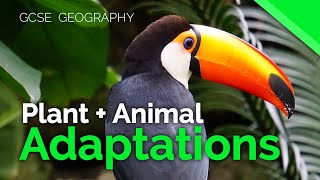 Plant amp Animal Adaptations Tropical Rainforests  AQA GCSE 91 Geography [upl. by Madian19]