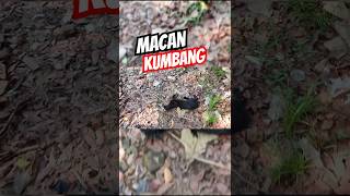 Kerabat macan kumbang yang jinak trendingshorts [upl. by Sikko368]