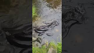 Eels eelsvideo Eels hiking goldpannning goldindustry nature golddredging goldmining [upl. by Lockwood]