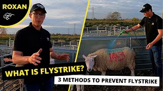 WHAT IS FLYSTRIKE  3 METHODS TO PREVENT FLYSTRIKE [upl. by Hefter5]