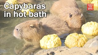 Capybaras enjoy hot bath [upl. by Leirej]