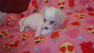 New puppy Meet quotCupcakequot🧁🧁🧁💗💗💗 Shes a quotCavachonquot a mix breed quotCavalier and Bichon mixquot🥰💓💓🐾🐾 [upl. by Kowatch]