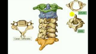 columna 2 [upl. by Goldina]