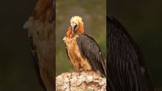 Bearded Vulture in Spain shorts [upl. by Kienan]