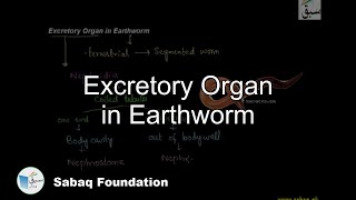 Excretion in Earthworm Biology Lecture  Sabaqpk [upl. by Maccarone]