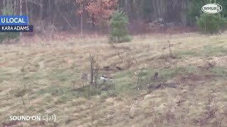 Video Bobcats scream at each other in Concord [upl. by Ennaylil978]