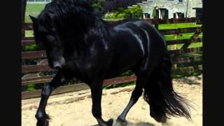 Le Frison un cheval de conquete [upl. by Deehahs]