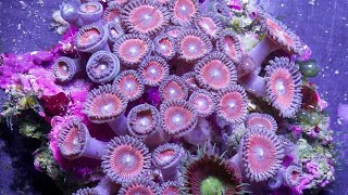 Mesmerising Timelapse Of A Coral Reef [upl. by Nerha]