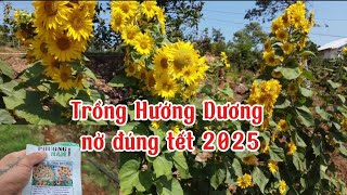 hướng dẫn trồng hoa hướng dương đúng tết [upl. by Spiro]