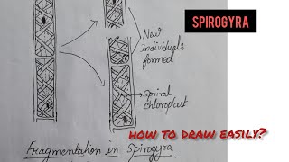 Fragmentation in spirogyra [upl. by Leuqcar]