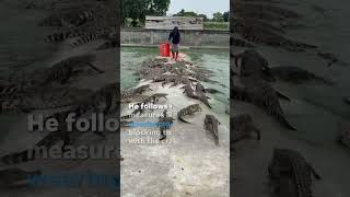 Farmer feeds crate of fresh meat to over 10000 crocodiles Shorts [upl. by Nemrac]