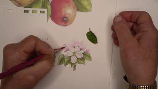 Apple Blossom Time Lapse [upl. by Jayne]