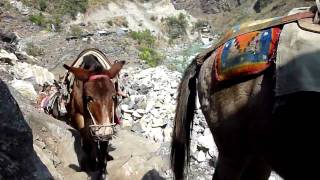 Nepal Donkeys [upl. by Ytinirt]