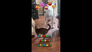 Sentendre comme chiens et chats 2 chats funny funnyshorts funnyvideo animaux foryou [upl. by Eradis555]