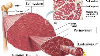 The Physiology of Skeletal Muscle Contraction [upl. by Aiouqes]