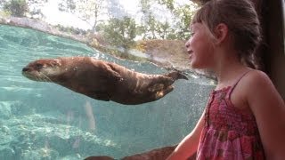 New river otter exhibit at Central Florida Zoo [upl. by Sorkin]