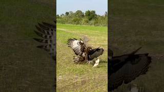 Skill of Eagle hunting🦅youtube hunting youtubeshorts like subscribe shortvideo shortsfeed [upl. by Ahsimrac]