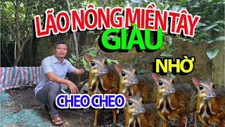 Lãi 20 triệu Mỗi Năm Nhờ 1 Con Cheo Cheo Sinh Sản Lão Nông Miền Tây Giàu Nhờ Chăn Nuôi Cheo Cheo [upl. by Vasilek818]