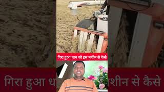 Gira hua dhaan ko kaise machine se cutting Kiya jata hai [upl. by Diva]