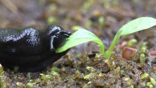 黒いナメクジの食事 Black Slug eat grass [upl. by Edward940]