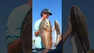 Galveston Tx Redfish Limitfishingfishforyoutexasredfishviralvideogalvestontexas [upl. by Morgen346]