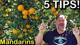 5 Tips How to Grow a TON of Mandarins on Just One Tree Organically [upl. by Eecrad]