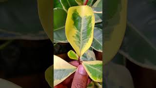 Ficus Triangularis Variegata [upl. by Seto551]