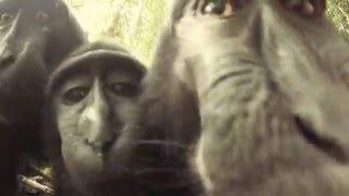 Wild Black Monkeys in Tangkoko National Parc  North Sulawesi  Explore Indonesia [upl. by Derina]