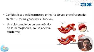 Estructura y Funciones de las Proteínas [upl. by Attirb454]