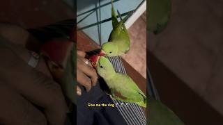 Parrot ✨play parrot shortvideo birds talkingmitthu ringneckparrot parrottalking parrotlover [upl. by Gery194]