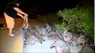 Plaga de Mapaches atacan a una persona  Raccoons hit on persons [upl. by Arorua]