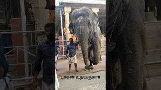 Deivanai Elephant with பாகன் உதயகுமார் tiruchendurtemple tiruchendur deivanaielephant rip [upl. by Wilow]