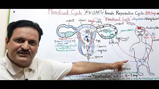 Menstrual Cycle in FemaleFemale Reproductive CycleMenstruationFSHLHOvarian cycle [upl. by Nobe488]