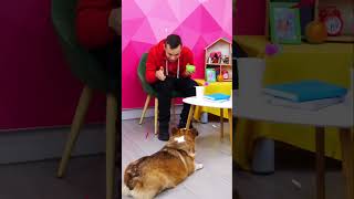 Корги Альф выполняет команды 🐶 Смешные видео про собак для детей смешно корги собаки [upl. by Freeland466]