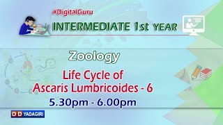 1st Inter Zoology  Life Cycle of Ascaris Lumbricoides  Intermediate Education  Oct 16 2020 [upl. by Caressa]