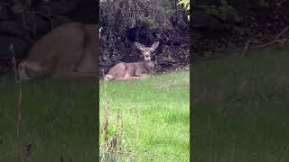 Deer Nursery🎬2🍁🤠 [upl. by Knarf]