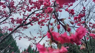 YANGMINGSHAN CHERRY BLOSSOM FEB2024 [upl. by Regdor]