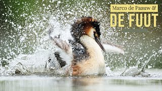 Documentaire Natuurfotograaf Marco de Paauw en de fuut [upl. by Leirrad370]