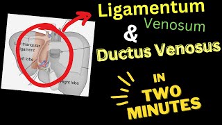 Ligamentum VENOSUM  Ductus VENOSUS  In 4 Minutes [upl. by Rehtnug]