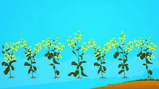 What Is Canola [upl. by Meir938]