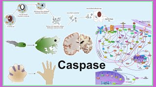 caspase [upl. by Aramoix]